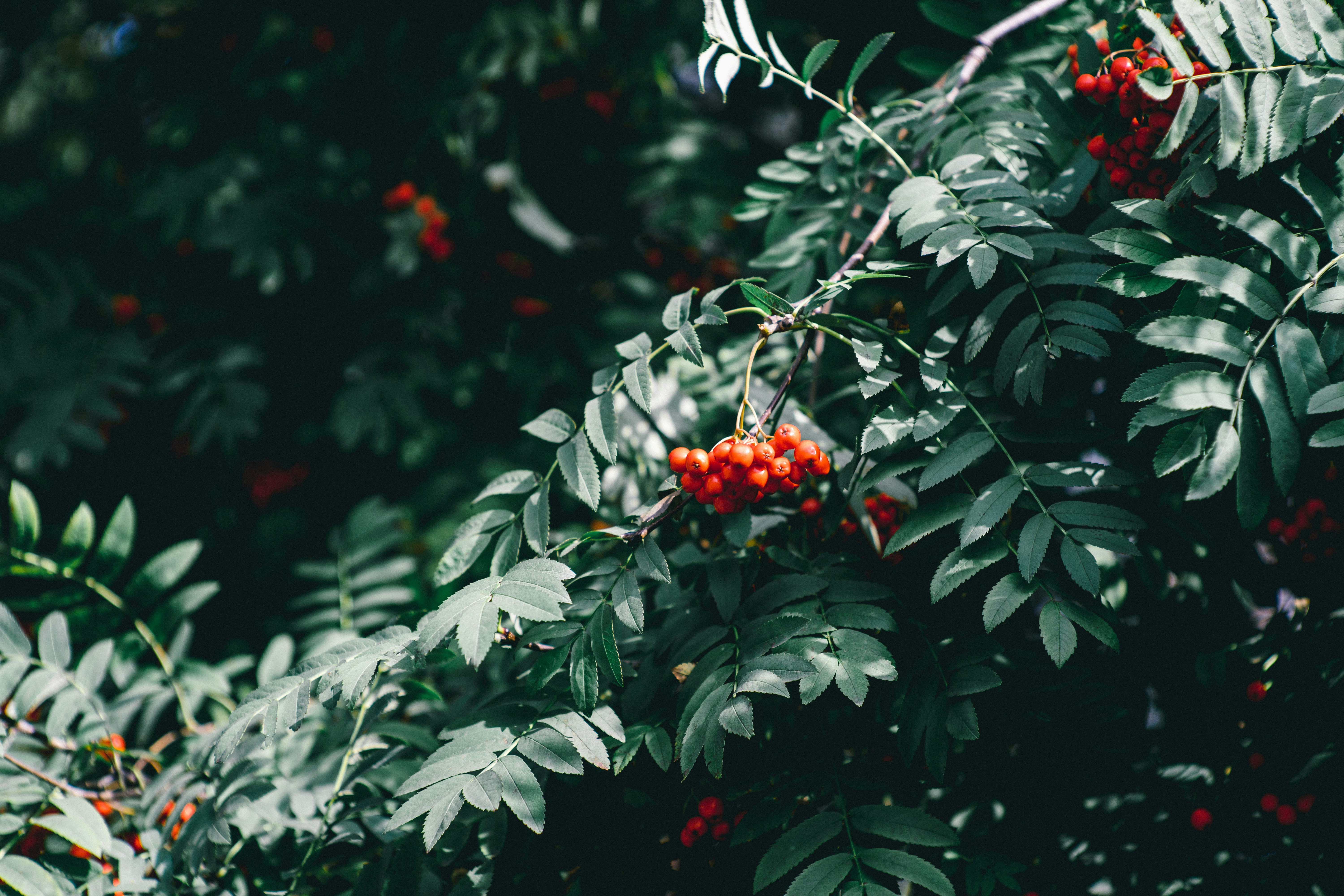 green leafed plant with red fruits